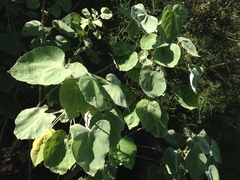 Abutilon auritum