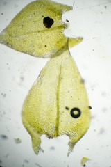 Sciuro-hypnum latifolium