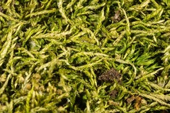 Sciuro-hypnum latifolium