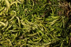 Sciuro-hypnum latifolium