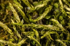 Sciuro-hypnum latifolium