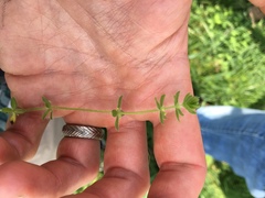 Cruciata pedemontana