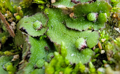Asterella tenella