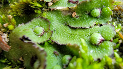 Asterella tenella