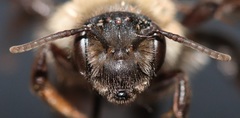 Andrena regularis