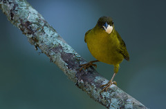 Orthogonys chloricterus