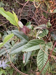 Passiflora pinnatistipula