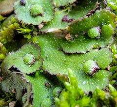 Asterella tenella