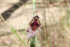 Calochilus gracillimus