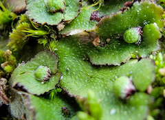 Asterella tenella