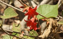 Brachychiton bidwillii