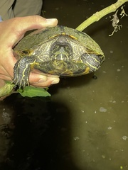 Trachemys venusta