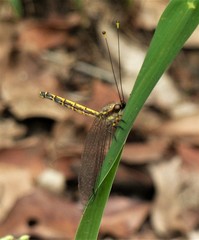 Suhpalacsa subtrahens