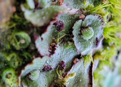 Asterella tenella
