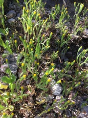 Lasthenia microglossa