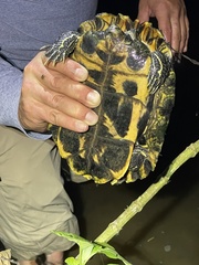 Trachemys venusta