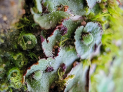 Asterella tenella