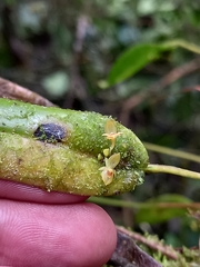 Pleurothallis dibolia