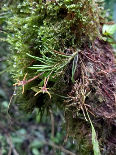 Maxillaria standleyi