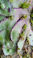 Asterella tenella