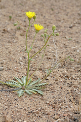 Malacothrix sonchoides