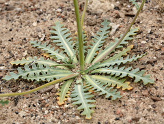 Malacothrix sonchoides