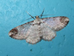 Iridopsis appetens