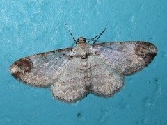 Iridopsis appetens