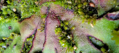 Asterella tenella