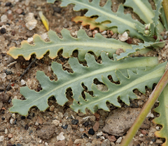 Malacothrix sonchoides