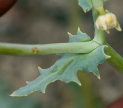 Malacothrix sonchoides