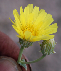 Malacothrix sonchoides