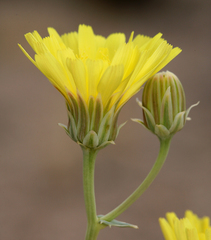 Malacothrix sonchoides