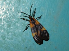Correbidia calopteridia
