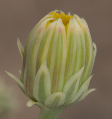 Malacothrix sonchoides