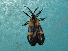 Correbidia calopteridia