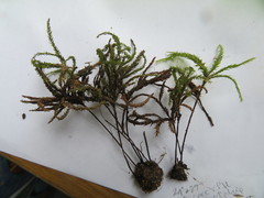 Hypnodendron spininervium
