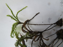 Hypnodendron spininervium