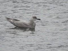 Larus glaucoides