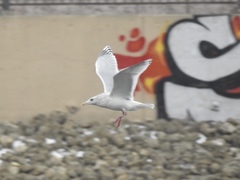 Larus glaucoides