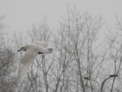 Larus glaucoides