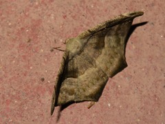 Oxydia scriptipennaria