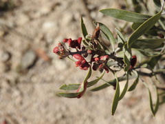 Comarostaphylis polifolia