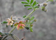 Dodonaea boroniifolia