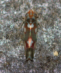 Erythroneura elegans