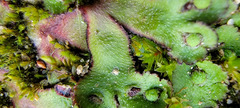 Asterella tenella