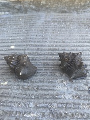 Thaisella kiosquiformis
