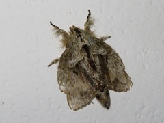 Euglyphis submarginalis