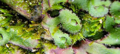 Asterella tenella