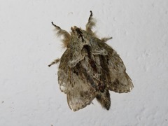 Euglyphis submarginalis